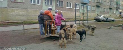 Як народними засобами вилікувати лишай у кішки в домашніх умовах - живи здорово