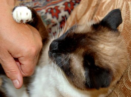 Hogyan lehet megtalálni a kölcsönös megértés sziámi macska