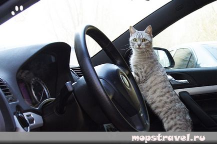 Cum sa transportam o pisica intr-o masina, totul despre calatoriile cu animalele