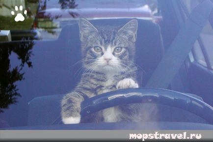 Як перевозити кішку в машині, все про подорожі з тваринами