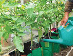 Як поливати сироваткою огірки і помідори, як обробляти