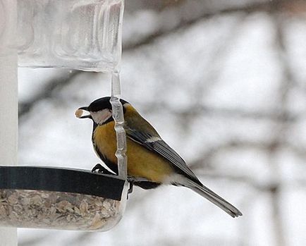 Як допомогти птахам перезимувати - новини в фотографіях