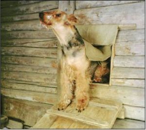 Cum se construiește o cabină pentru un câine