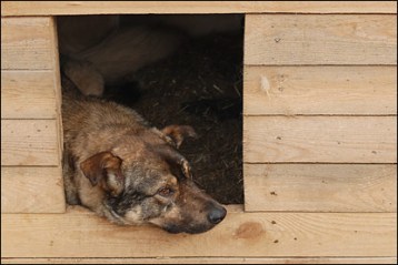 Як побудувати будку для собаки