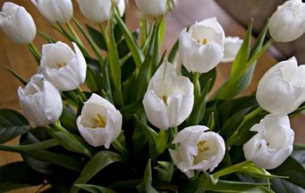 Hogyan kell tárolni és rendezni tulipán ültetési anyag