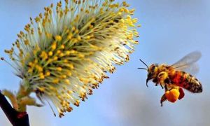 Cum să luați polen de albine cu beneficii pentru bărbați
