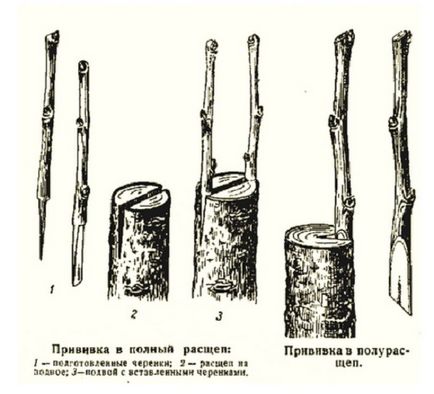 Як прищеплювати яблуню навесні