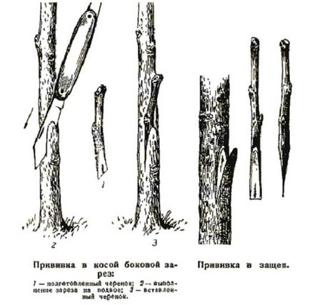 Як прищеплювати яблуню навесні