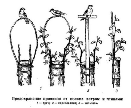 Як прищеплювати яблуню навесні