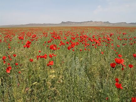 Hogyan juthat el a nemzeti park Altyn-Emel, visszaverődés