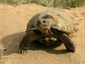 Hogyan juthat el a nemzeti park Altyn-Emel, visszaverődés