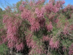 Hogyan juthat el a nemzeti park Altyn-Emel, visszaverődés