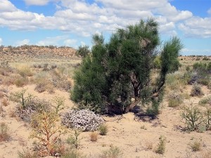 Hogyan juthat el a nemzeti park Altyn-Emel, visszaverődés