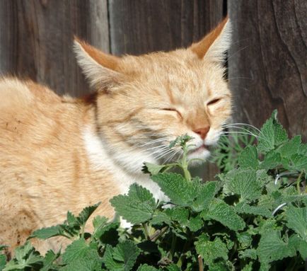 Ce fel de iarbă fac pisicile și de ce o mănâncă?
