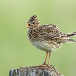 Hogyan juthat vissza az egészséges életmód, az egészséges életmód, egyszerű!