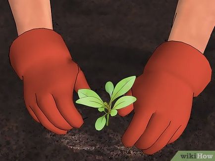 Як вирощувати гаура