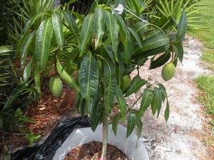Cum să crească un fruct de mango de la un os acasă