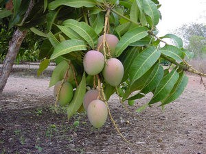 Як виростити фрукт манго з кісточки вдома