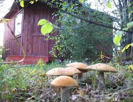 Як виростити гриби на дачі своїми руками у відкритому грунті
