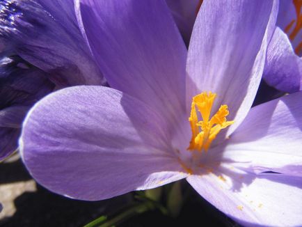 Cum să crească daffodils din semințe în țară - plantare și de îngrijire