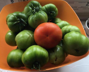 Як виростити помідори «санька» поради агрономів