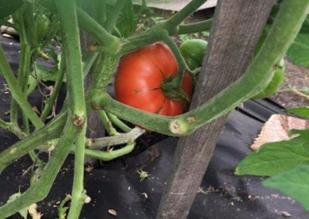 Cum să crească tomate 