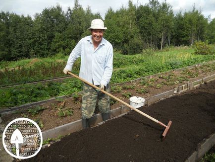 Cum să crești căpșuni - plantare, îngrijire, udare, îngrășăminte în primăvara, vara, toamna