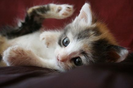 Як вивести бліх у кішки в домашніх умовах - як виводити бліх у кішок - догляд і виховання