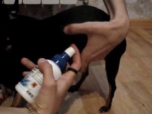Cum să eliminați puricii de la câini