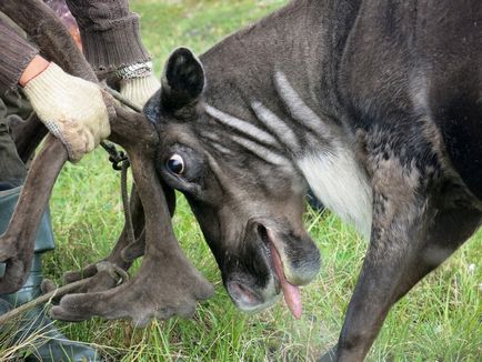 Cum este ciocanul un cerb