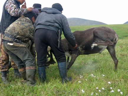 Як забивають оленя на Чукотці