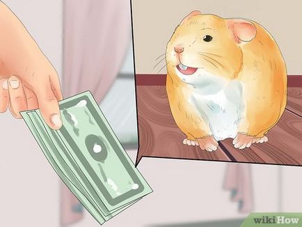 Cum să aveți grijă de hamsteri robotici