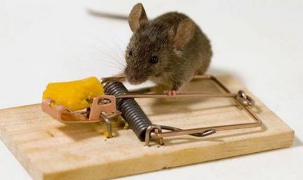 Hogyan töltse fel a csapdát csali egerek és patkányok - egy könnyű dolog