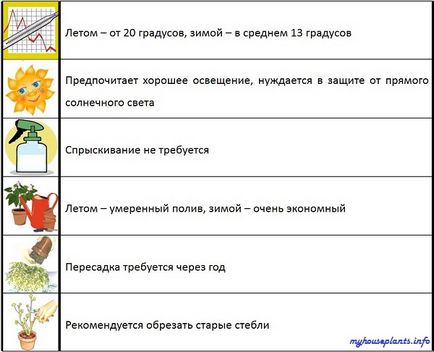 Караллума - мої кімнатні рослини