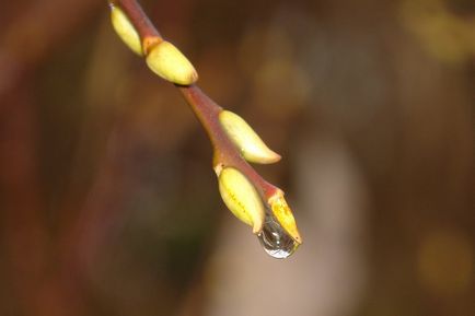 Caries la ceea ce conduce rinichii