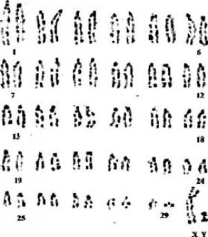 Karyotype de bovine, soluții pentru dna