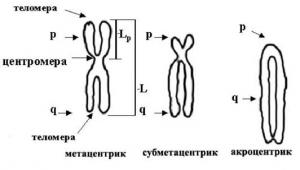 Каріотип великої рогатої худоби, dna solutions