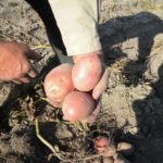 Bellaria cartofi descrierea soiului, fotografie