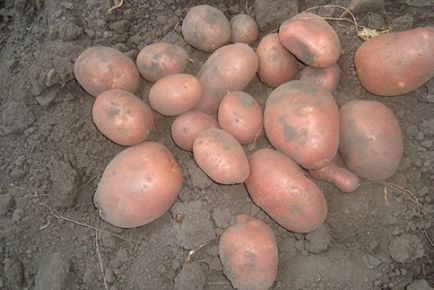 Bellaria cartofi descrierea soiului, fotografie
