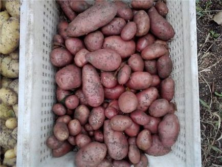 Картопля Беллароза опис сорту, фото