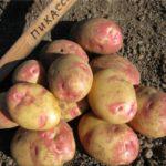 Картопля Беллароза опис сорту, фото