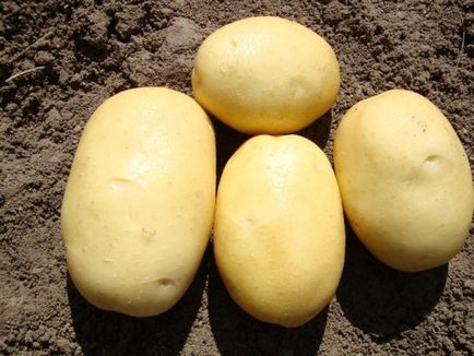 Cartofi - jujube descrierea soiului, fotografiile și caracteristicile cartofilor de sămânță
