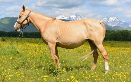 Каурая масть коня фото, описі і характеристика