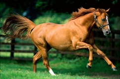 Kauraya fotografii cu culoarea calului, descrieri și caracteristici