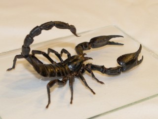 Ce crede un scorpion?