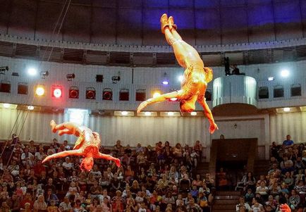 Kiev Circus istoria de o astfel de divertisment minunat în capitala ucraineană