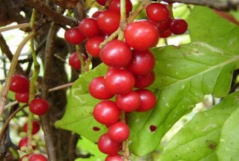 Proprietățile medicinale din Magnolia Chineză, conținutul de nutrienți și contraindicațiile