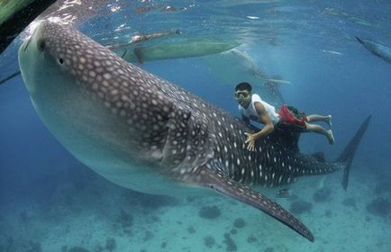 Whale Shark