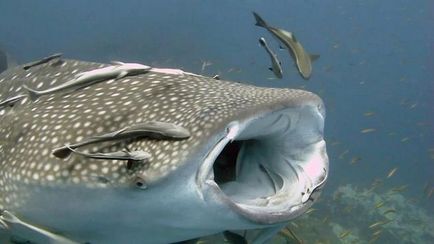 Whale Shark