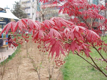 Maple delanoid (ventilator) - plante pentru grădina japoneză